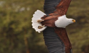 Image of an African Fish Eagle in flight