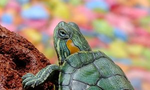 Image of a turtle perched on a rock