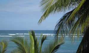 Image of ocean and palm trees taken at Diani Beach, Kenya, 2011