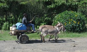 Image of a boy with cart and donkeys hauling water near Lake Naivasha, Kenya, 2011