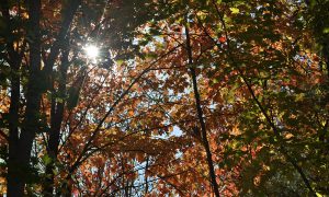 The Fall canopy of leaves - Ontario, Canada