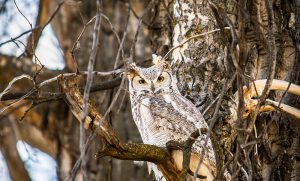 Image of a wise owl in a tree