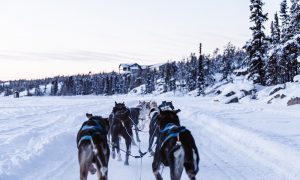 Image of a dog sled team to illustrate the power of effective, cohesive teams