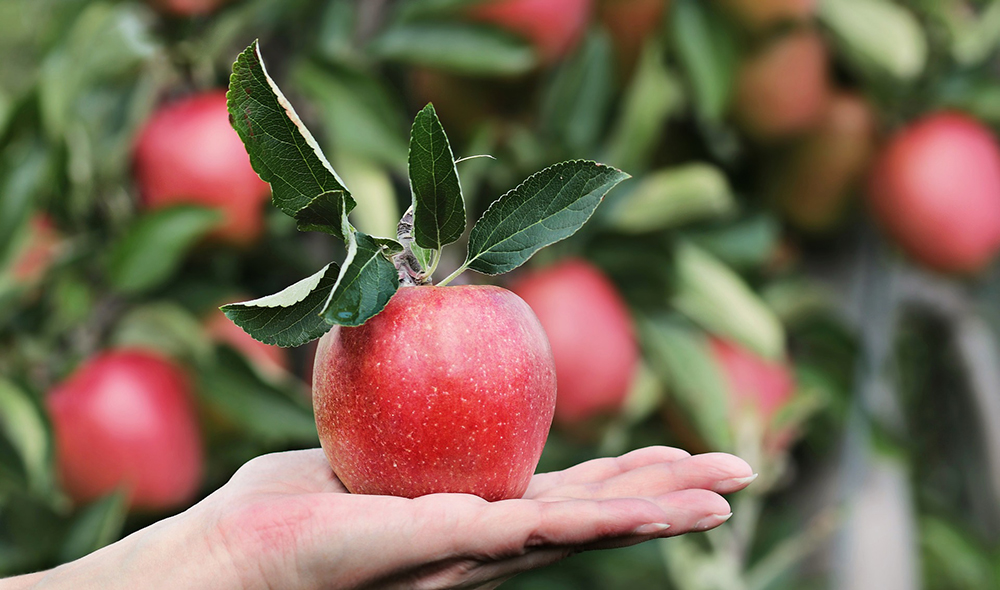 Image of a person's hand holding a beautiful red apple