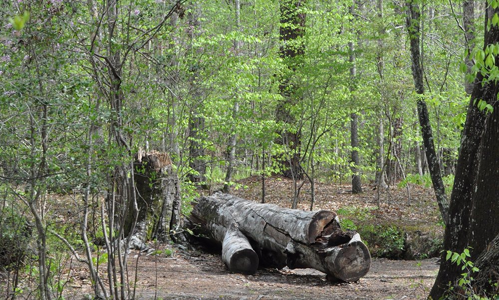 Image of fallen trees and forest at Raven's Rock State Park, NC, USA