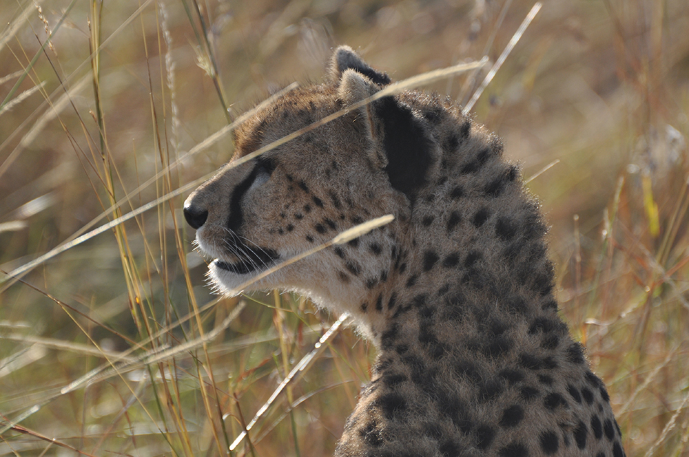 Young female cheetah calling her young in Masai Mara, Kenya