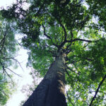 Image of forest canopy at Taman Tugu, Malaysia