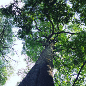 Image of forest canopy at Taman Tugu, Malaysia