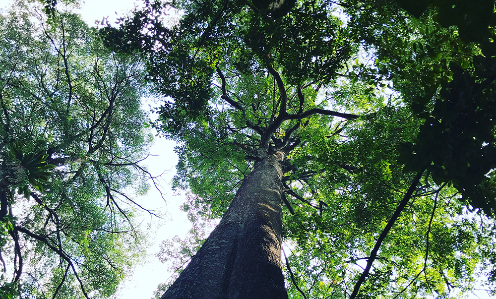 Image of forest canopy at Taman Tugu, Malaysia